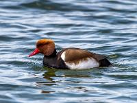 Kolbenente Männchen